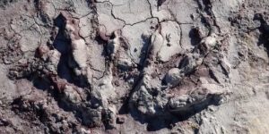 dinosaur tracks in Poland